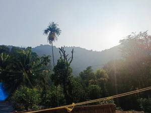 a palm tree in the middle of a forest at Jishi Homestay in Madikeri