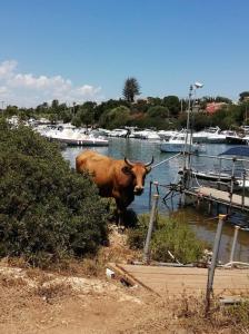 una vaca parada junto a un puerto deportivo con barcos en Il Campo Blu, en Ognina