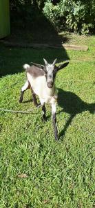 a baby goat running in the grass at Skale Peregrino in Choachí