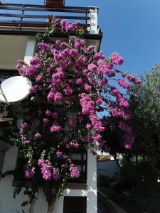 a bunch of purple flowers hanging from the side of a building at Apartments Anić in Novigrad Istria