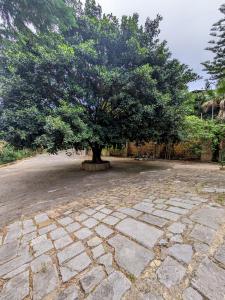a tree sitting in the middle of a stone courtyard at Terra Mia in Cefalù
