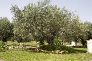 un árbol en medio de un campo con hierba en Casa Raineri, en Paceco