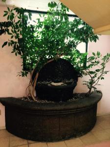 Vườn quanh Hotel Cuellar