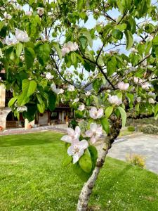 Hotel Finca Malvasia في Cabezón de Liébana: شجرة عليها زهور بيضاء في ساحة