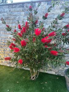 un arbusto de flores rojas delante de una pared de piedra en ETOILE DU BERGER Saint Aygulf 3 Villas et 4 appartements jardin individuel et piscine chauffée - la mer et les plages 450 m en Saint-Aygulf