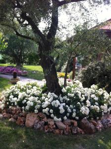 einen Haufen weißer Blumen um einen Baum herum in der Unterkunft Agri Divin Amore in San Costanzo