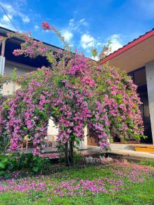 a tree covered in pink flowers in front of a building at ,,Anna's" Guesthouse in K'vemo Alvani