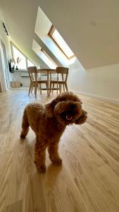 奈達的住宿－Nida Oasis Apartment，一只小棕色狗站在木地板上