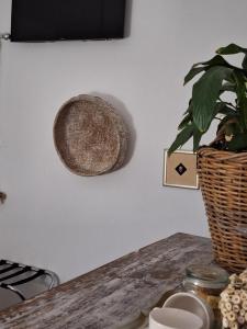 una planta sentada en una mesa junto a una pared en Acacia Home, en Graaff-Reinet