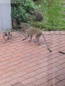 a group of monkeys walking on a brick sidewalk at 2bedroom Grand luxxe in Nuevo Vallarta 