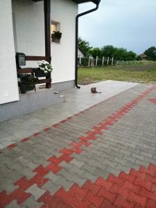 a dog sitting on a patio next to a building at Kuća za odmor Jovana&Ivona 2023 OBRADOVIĆ SOKAK 41 in Šimanovci