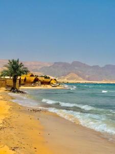 a beach with a palm tree and the ocean w obiekcie Sayal Camp w mieście Taba