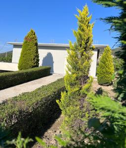 a small pine tree in a yard with bushes at A&A House in Berat