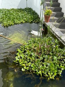 un estanque con plantas verdes en el agua en Solar Nossa Senhora da Conceição, en Capelas