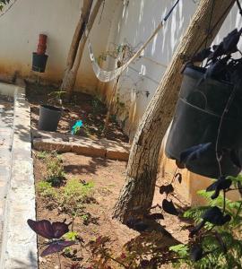 Gallery image of Mango Haus in Aqaba