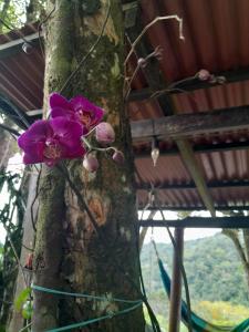 a purple flower on the side of a tree at Mandalas Ecolodge in Cerro Azul