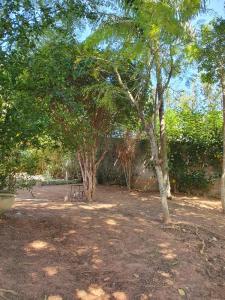 un grupo de árboles en un patio con tierra y hierba en Casa de Campo em Itatiba, en Itatiba