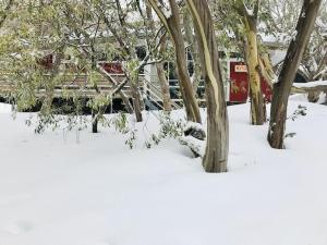 un grupo de árboles en la nieve junto a una valla en Nutcracker Ski Club en Mount Buller