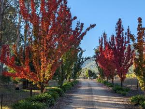 Jardín al aire libre en Feathertop Views and Barn