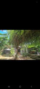 a large tree in front of a house with leaves at One Love Homestay in Jimbaran