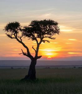 a tree in a field with the sunset in the background at Wildlife Enthusiasts in Sekenani