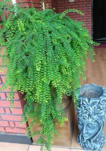 a green plant in a blue vase next to a building at Chana Bungalow in Ratnapura