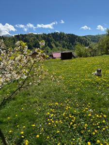 a cow laying in a field of flowers at Pensiunea Dorali in Moieciu de Jos