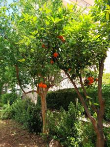 an orange tree in front of a house at Betty's Garden House in Nea Anchialos