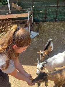 a little girl feeding goats at a zoo at Agriturismo Nonna Luisa in Ferentino