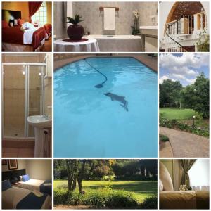 a collage of pictures of a dolphin in a swimming pool at Elsje's Country Inn in Kempton Park