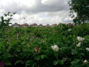 Zahrada ubytování Ferienhaus am Strand incl NK + 11 fotografií