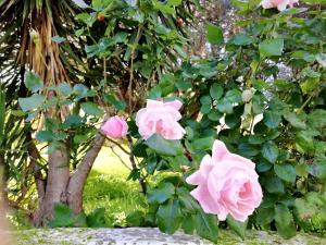 un grupo de rosas rosas en un arbusto en One bedroom house with wifi at Vittoria en Vittoria