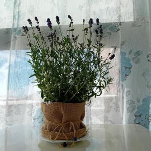 a vase filled with purple flowers sitting on a table at Casa Irene in Catania