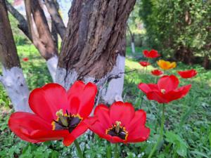 a group of red flowers in front of a tree at Champêtre Park View Apartments in Riga