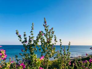 Blick auf das Meer vom Strand mit Blumen in der Unterkunft il Profumo del Mare a 150 mt dalla spiaggia bandiera blu in Torre Ovo