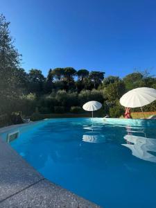 two white umbrellas sitting next to a swimming pool at Casa Verde Country House in Montescudaio