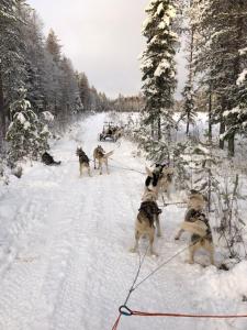 Arctic Suite Evakko v zimě