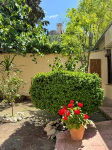 グラナダにあるCasa con vistas a la Alhambra y jardín privadoの庭の赤い花の大茂み