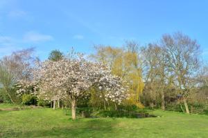 a tree with white flowers on it in a field at Anniston Mill Cabin 1 in Arbroath