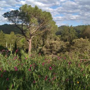 a field of flowers with a tree in the background at Bonita casa blanca en el bosque. in Córdoba