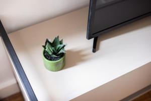 a small green plant sitting on a white shelf at The Fitzrovia Collection in London