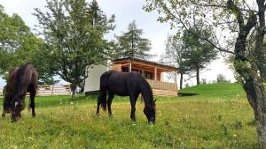 諾瓦沃什的住宿－Resort in Lužarji near Bloke，两匹马在房子前面的田野上放牧