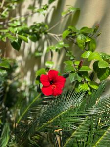 una flor roja sobre una planta verde en Cozy Hotel Dhermi en Dhërmi