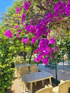 un grupo de mesas y sillas bajo un árbol con flores púrpuras en Cozy Hotel Dhermi en Dhërmi
