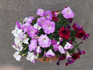 Gallery image of Cappoquin Holiday Escape in Cappoquin