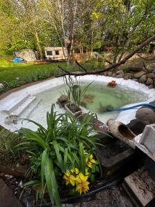 a pool of water with plants in a garden at Appartement Love à Lauw in Lauw