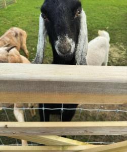 a black goat standing behind a fence at Cosy Cottage in the Norfolk Countryside in Whissonsett