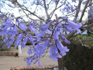 un montón de flores púrpuras en un árbol en Las Taladillas, en Las Negras