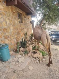 アパートメントの敷地内または近くにいる動物