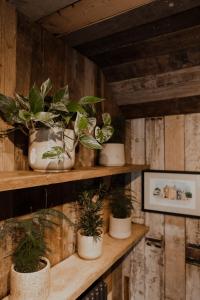 um grupo de vasos de plantas sentadas em prateleiras de madeira em The Fitz Farmhouse em Swynnerton